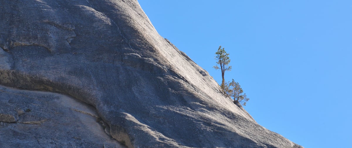 Lonely tree on side of mountain