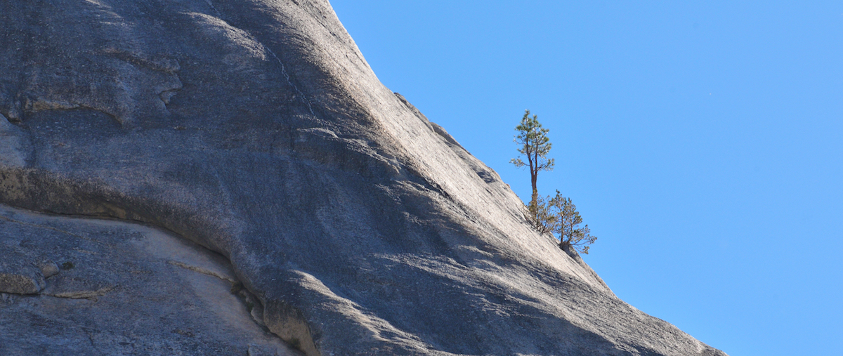 Lonely tree on side of mountain